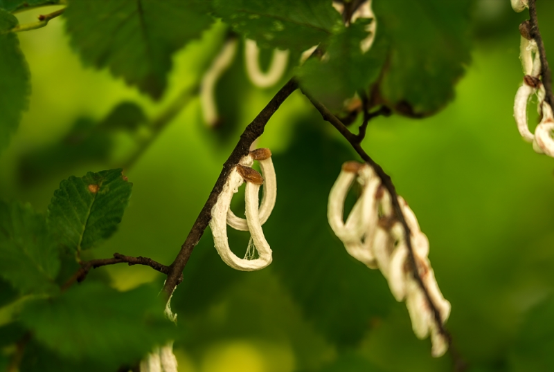 Takahashia japonica